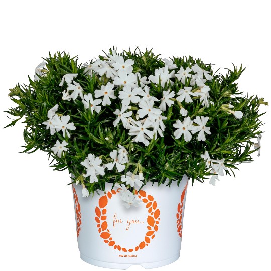 Spring® Late White