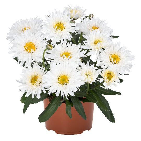 Sweet Daisy® Rebecca
