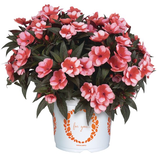 Petticoat® Cherry Star