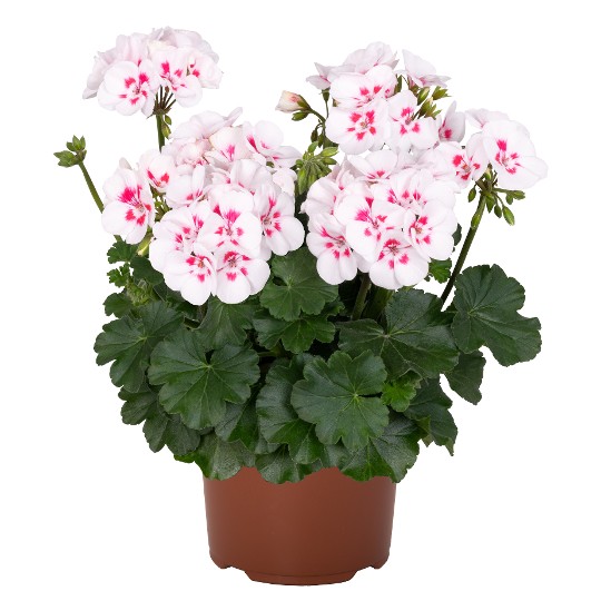 Sarita® White Splash 2027