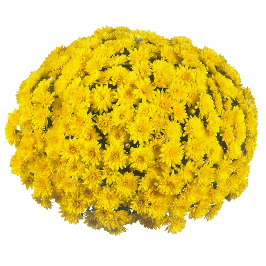 Wonder Yellow