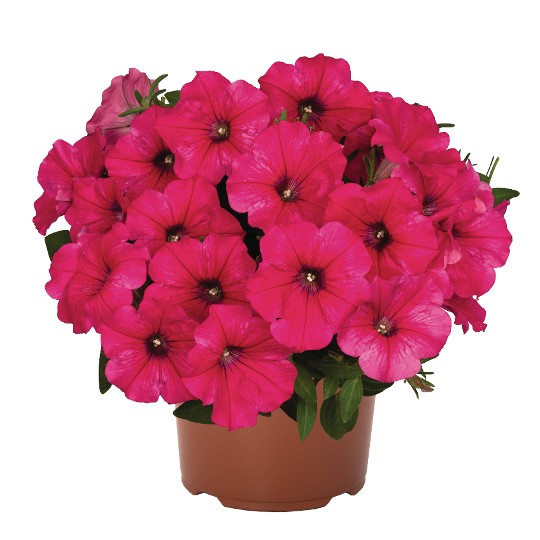 DuraBloom® Watermelon