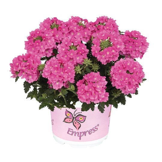 Empress® Flair Pink