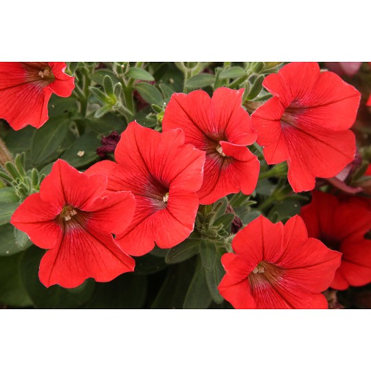 Potunia® + Red 2024 (Intrinsa)