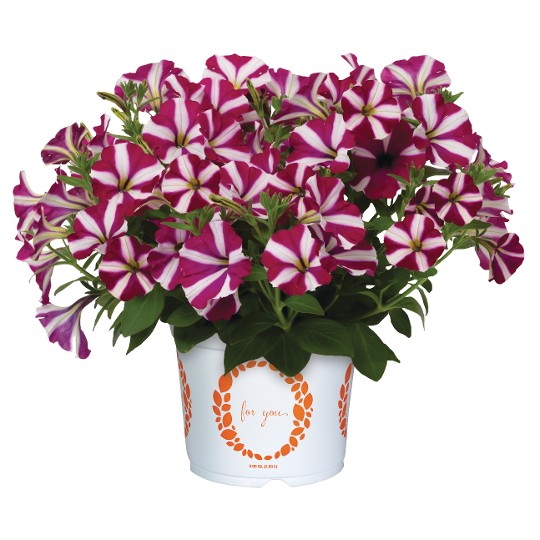 Sweetunia Windmill Burgundy (Intrinsa®)