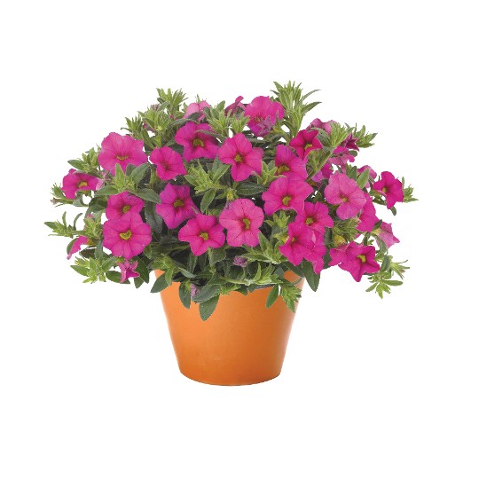 Aloha Kona Hot Pink