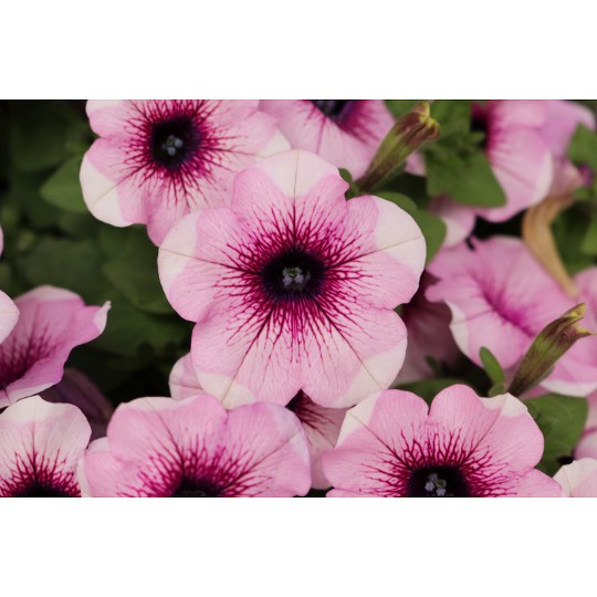 Potunia® + Lavender Touch