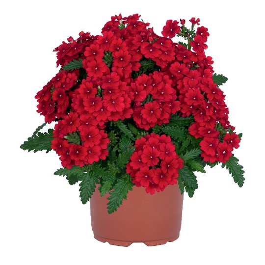 Lindolena Red 2027