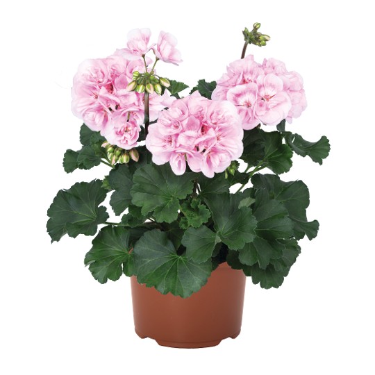 Savannah® Pink Shades