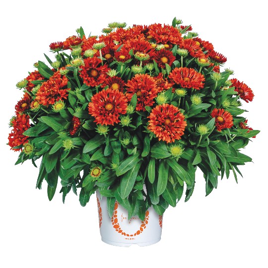 SpinTop® Mariachi Red