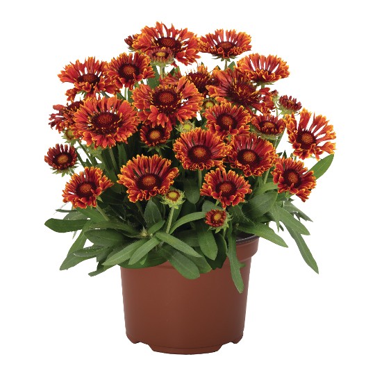 SpinTop® Mariachi Red Sky