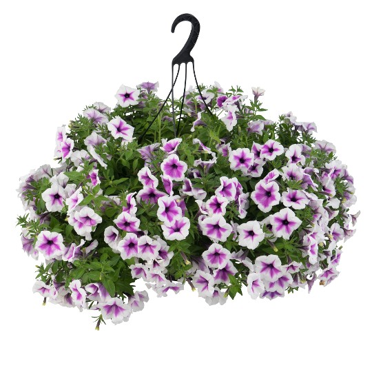Surprise® Purple Dance