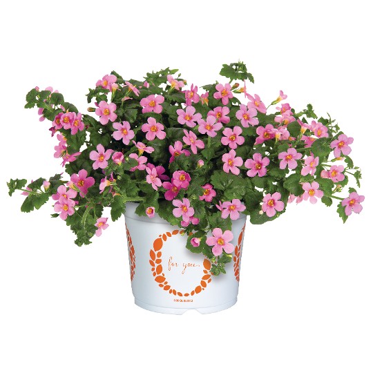 Bahia Pink