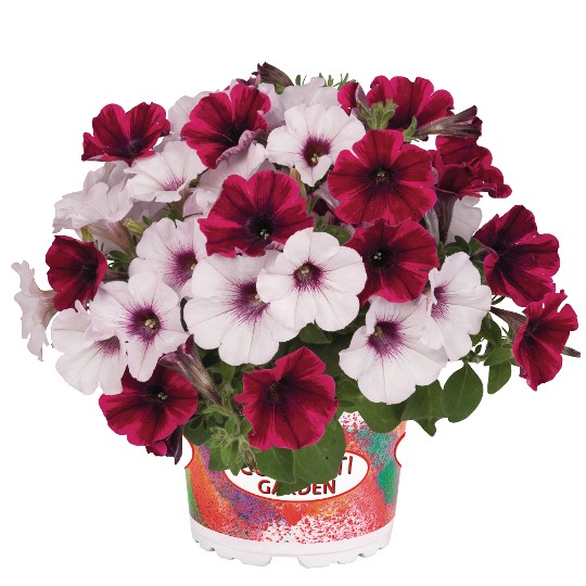 Confetti Garden® Stormy Orchid
