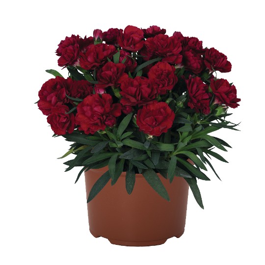 Sprint Red Velvet
