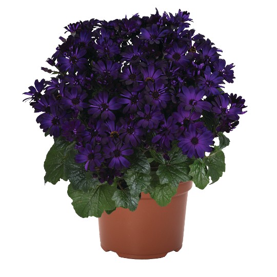 Mandala® Purple
