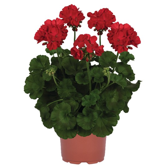 Survivor Idols® Red 91