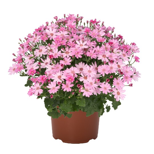 Mandala® Plus Pink