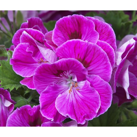 Elegance Lilac Sachet