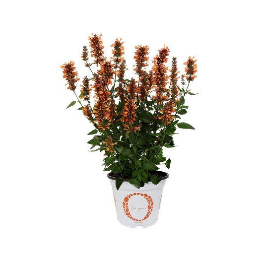 Honeysticks Ember