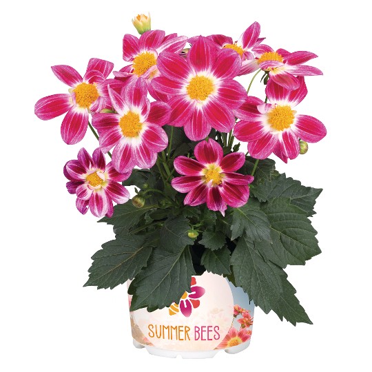 Summer Bees™ Purple Bicolor