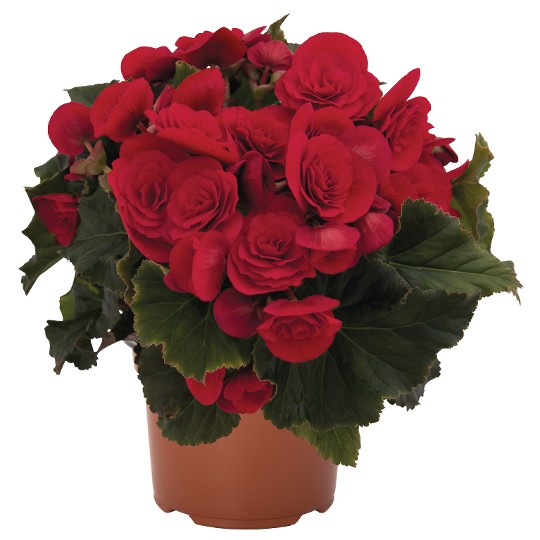 Move2 Passion Red
