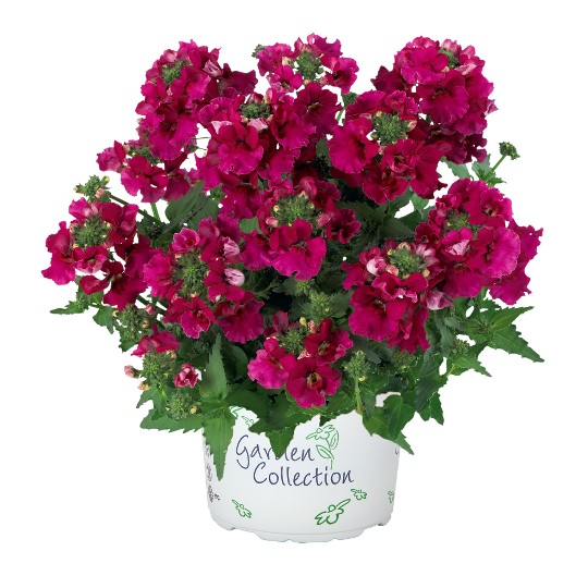 Angelart Raspberry