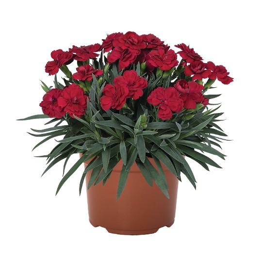 Peman Red