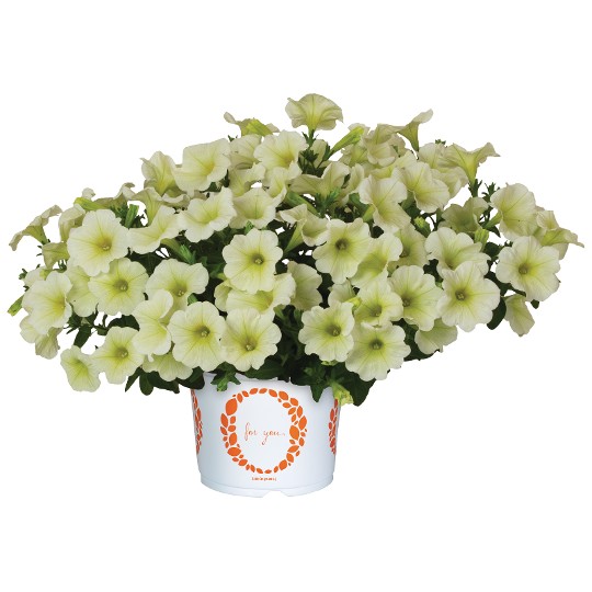 DuraBloom® Yellow 2025 (Intrinsa)