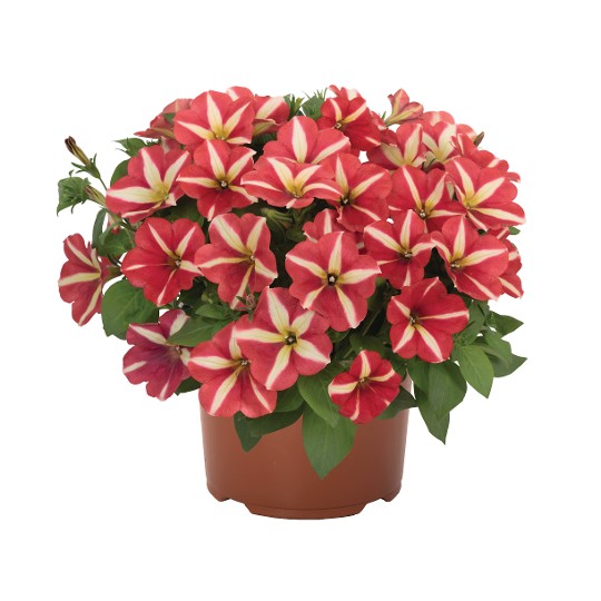 Peppy® Yellow Red (Intrinsa)