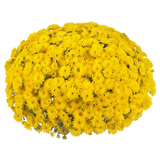 Cruise Yellow
