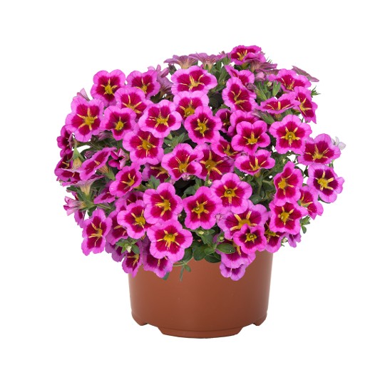 Tik Tok® Rose