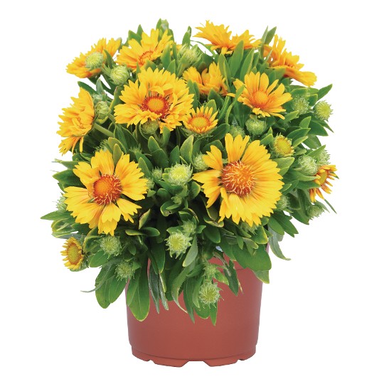 SpinTop® Mango