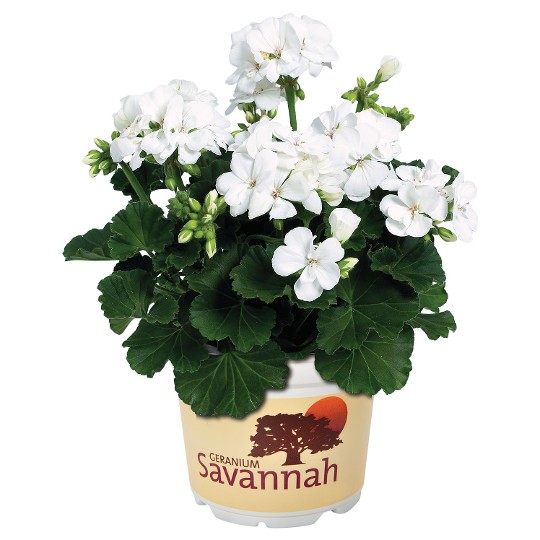 Savannah® White