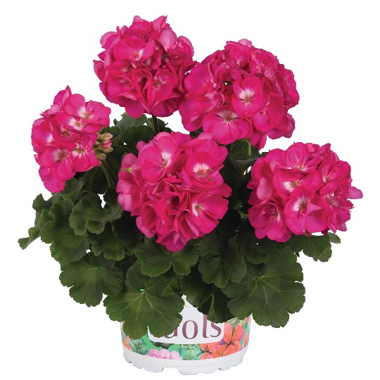 Green Idols Rose with Eye
