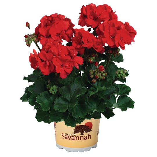 Savannah Red