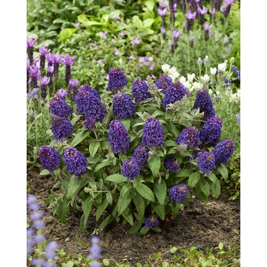 Little Rockstars Purple