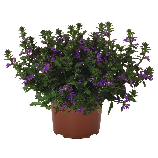 Scala Cappello Purple
