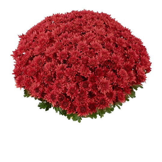 Homerun Scarlet Impr.