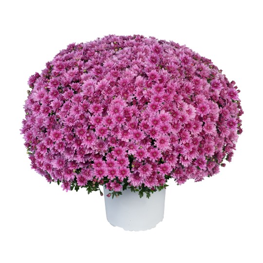 Exp. Medium Pink 242