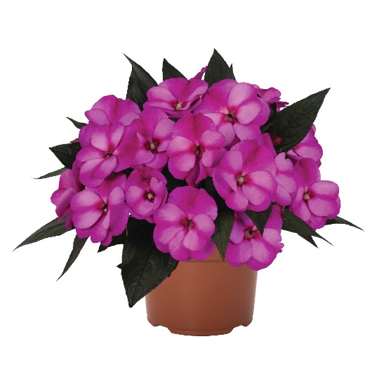Petticoat® Purple Star