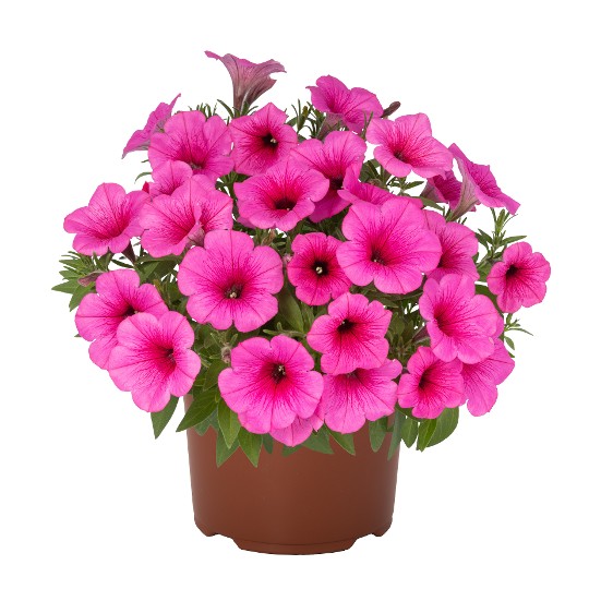 Sweetunia® Rose Gem 26 (Intrinsa)