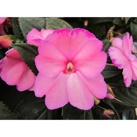 SunStanding® Light Pink Aurora (H-A)