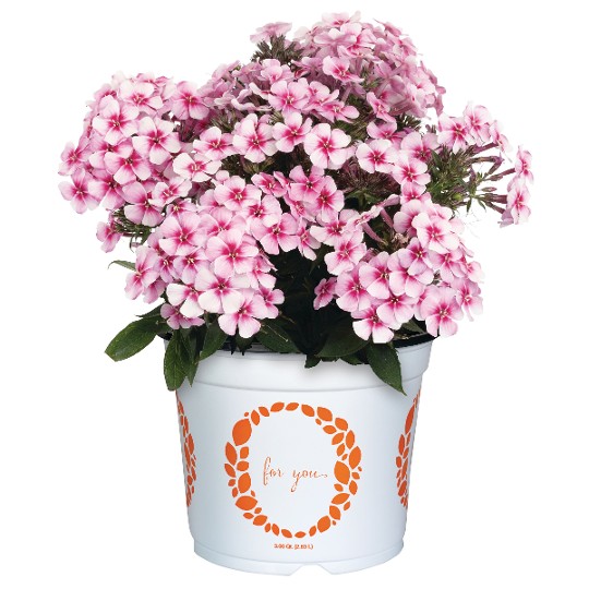 Early® Pink Pinwheel