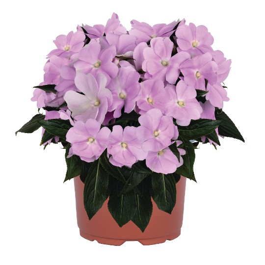 Petticoat® Lavender