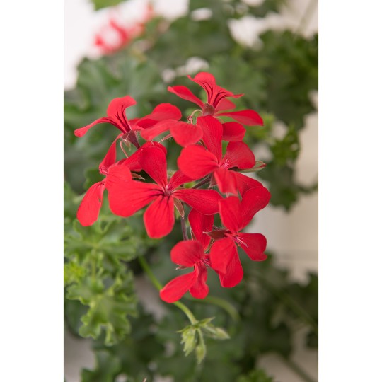 Grand Idols® Red