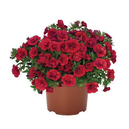 Aloha Double Red