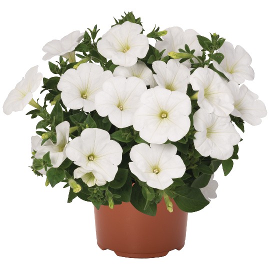 Sweetunia® White
