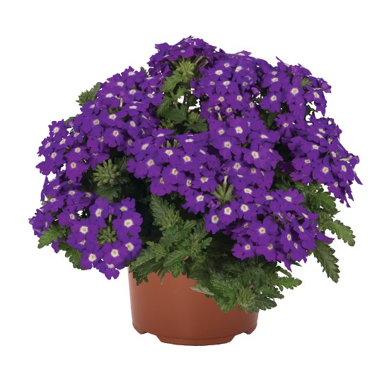 Lindolena Blue Charme