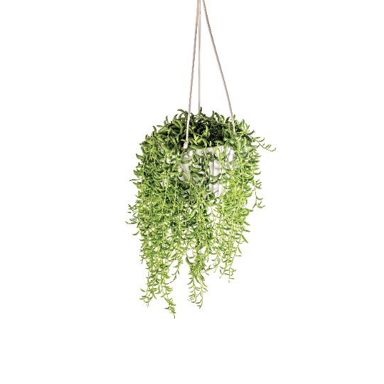 Senecio String of Bananas